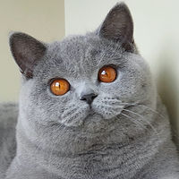 Umka