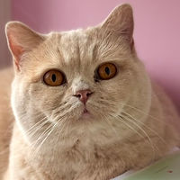 Chantal