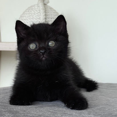 H-Litter 2026 Hector